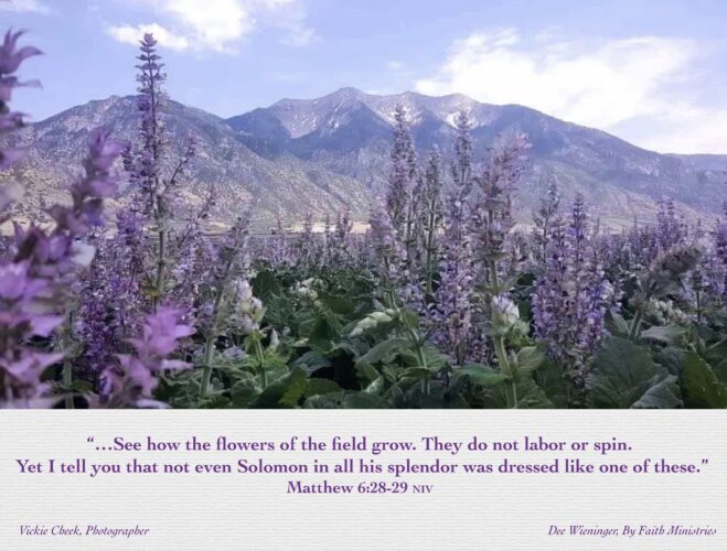 How the Flowers of the Field grow. They do not spin or toil